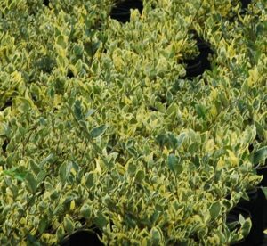 Ligustrum Jack frost foliage