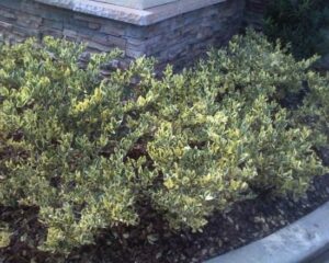 Ligustrum jack Frost shrubs used as a low growing hedge