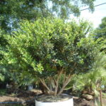 Ligustrum japonicum as a patio tree