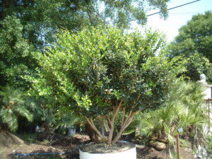 Ligustrum japonicum as a patio tree 