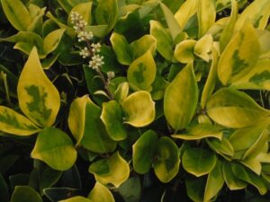 Ligustrum howardii Variegated showing bright yellow new growth foliage Hedge and patio Trees in a North Florida landscape