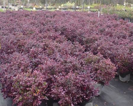 Loropetalum Plum delight nursery crop