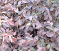 Loropetalum Burgundy Foliage up close