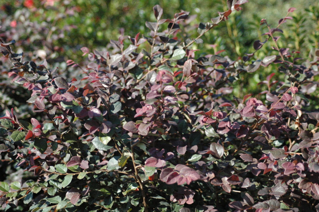 Loropetalum Ruby shrub in the Landscape St. Augustine Florida