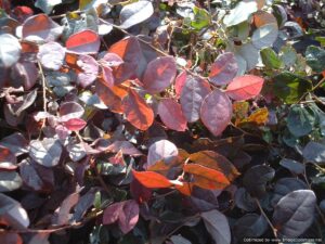 Loropetalum Ruby foliage with new growth