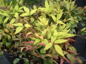 nandina Firepower foliage up close showing color changing