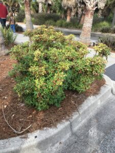 nandina Firepower at the Jacksonville Florida  Zoo