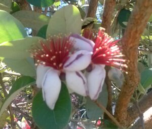 Pineapple Guava Blooms up close