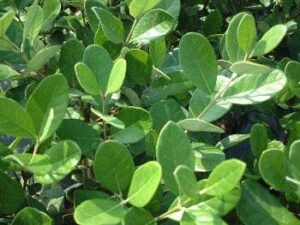 pineapple guava foliage Jacksonville Florida