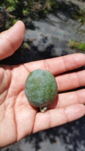 Pineapple Guava fruit in hand