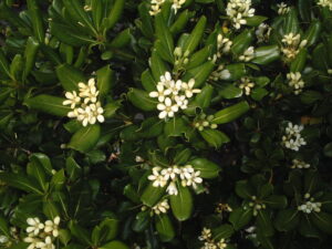 Green pittosporum with fragrant blooms