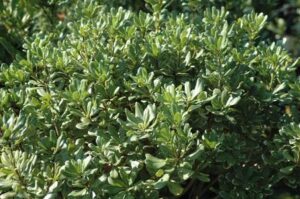 variegated Pittosporum foliage 