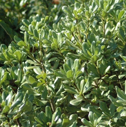 variegated Pittosporum foliage