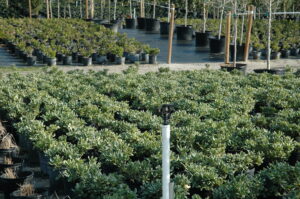 Nursery Crop Variegated Pittosporum 3 gallon pots