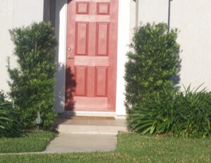 Podocarpus Japanese Yew planted beside door for accent