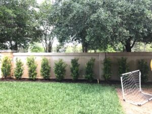 Podocarpus as a privacy fence