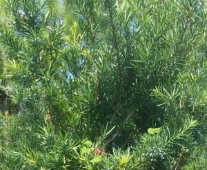 podocarpus foliage up close