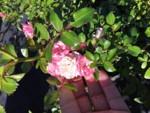 Rose the Fiary bloom cluster and foliage 