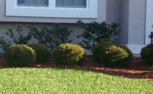 Ilex Schillings Dwarf Holly in the Jacksonville Florida Landscape