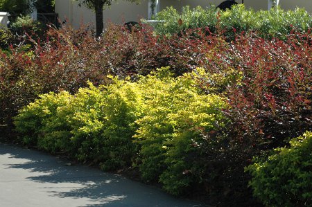 Gold Mound Duranta with purple Loropetalum plants 