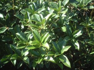 tea olive shrub foliage up close