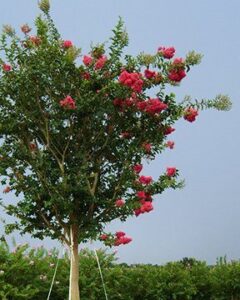 Cherry lake Tuskegee Crape Myrtle Standard tree form