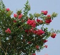 Cherry lake Tuskegee Crape Myrtle Standard tree form