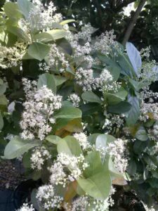 Viburnum Odoratissimum Sweet Viburnum in full bloom St. Augustine Florida