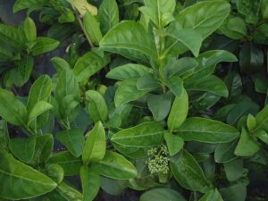 Viburnum Odoratissimum Sweet Viburnum foligae up close with a flower bud beginning to emerge