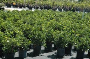 Sweet Viburnum nursery crop  