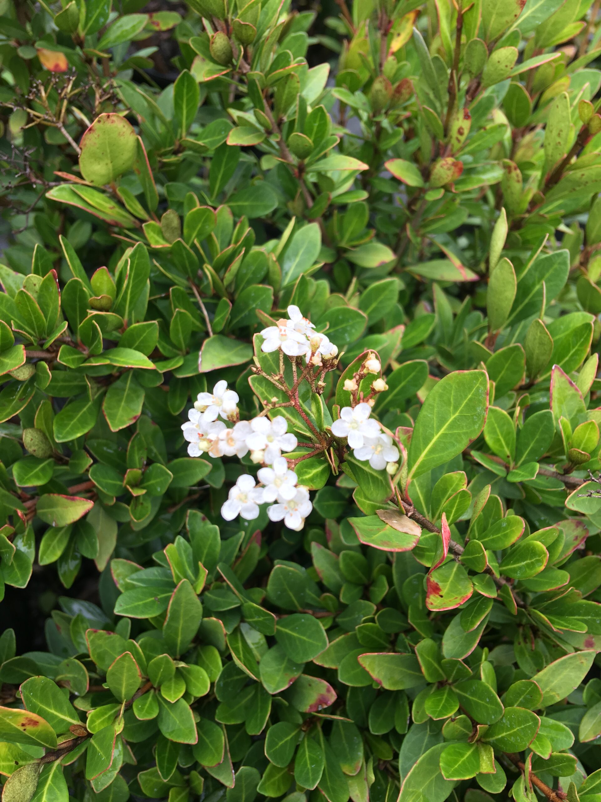 Viburnum Walters – Tree Farm & Nursery