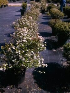 Walters Viburnum in bloom , nursery 3 gallon crop St. Augustine Florida