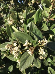 Viburnum suspensum in bloom up close of flowers and foliage