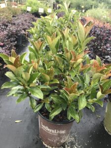 Viburnum copper top Southern Living plant in a nursery pot 3 gallon size 