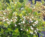 Dwarf Walters Viburnum Whorled class blooms open above the foliage