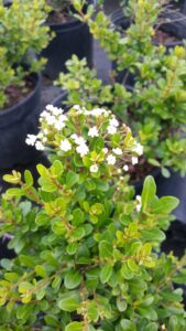 Viburnum walters whorled class foliage and bloom