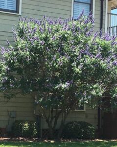 Chaste Tree full grown as a foundation planting