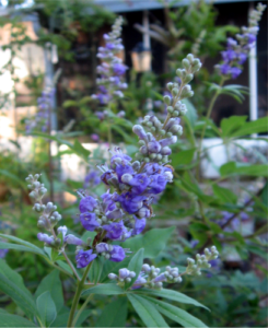 Vitex agnus shoal creek Chaste Tree blooms St. Augustine Florida