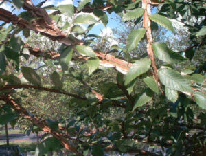 Winged Elm Branch up close showing peeling bark making wings off the side of the branches