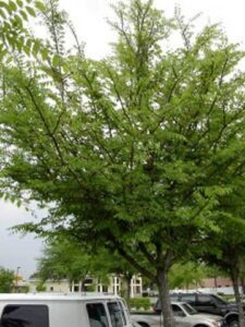 Winged Elm used as an Island bed shade tree in a commercial parking area Jacksonville Florida 