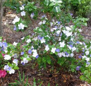 Shrub mature Yesterday today and tomorrow brunfelsia pauciflora Dwarf