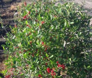 youpon Holly Upright with berries showing