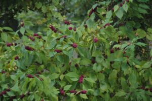 Beauty Berry with purple berries showing in the fall 