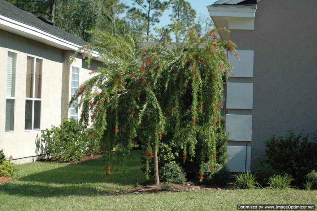 Weeping Bottlebrush Jacksonville Florida