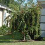 Weeping Bottlebrush Jacksonville Florida