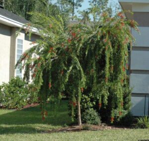 Weeping Bottlebrush Jacksonville Florida