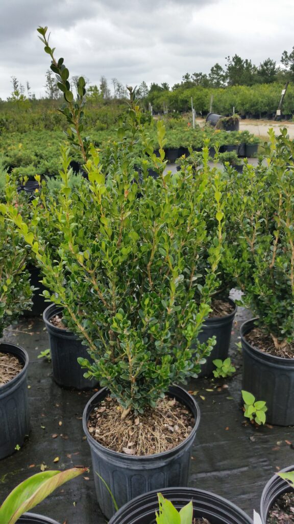 Wintergreen Boxwood 3 gallon nursery container St. Augustine Florida