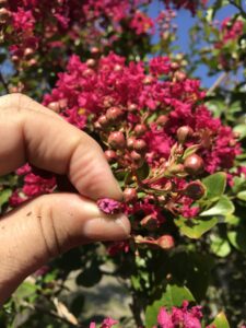 Crape Myrtel Bloom opening buds 