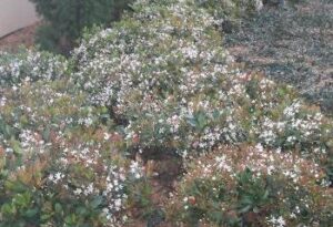 Indian hawthorne shrub mass planting in full bloom Jacksonville Florida Landscape 