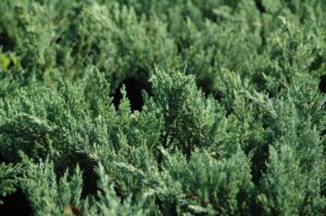 parsonii Juniper foliage up close